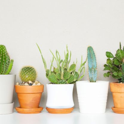 different potted cacti 
