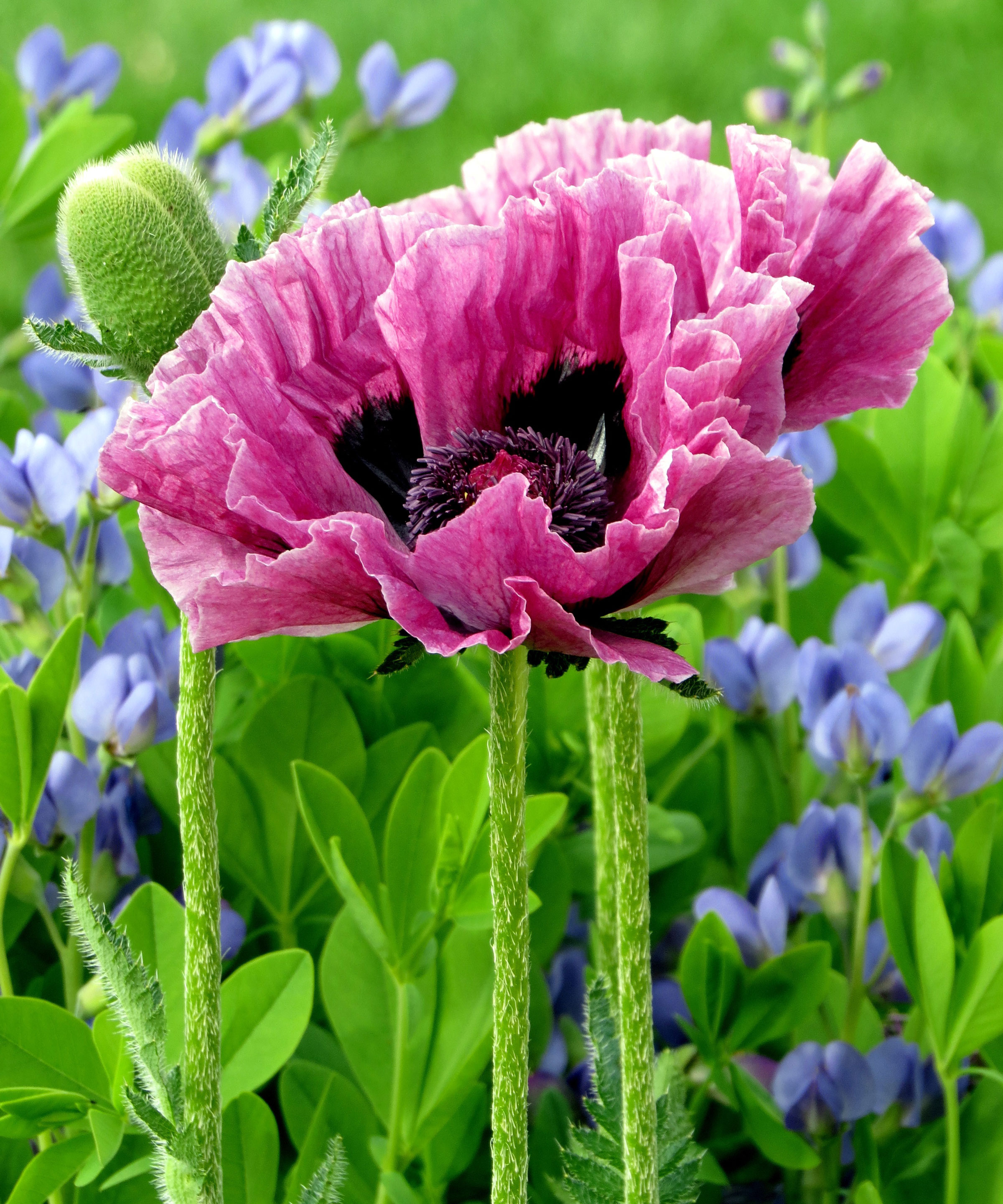 large pink oriental poppy in garden