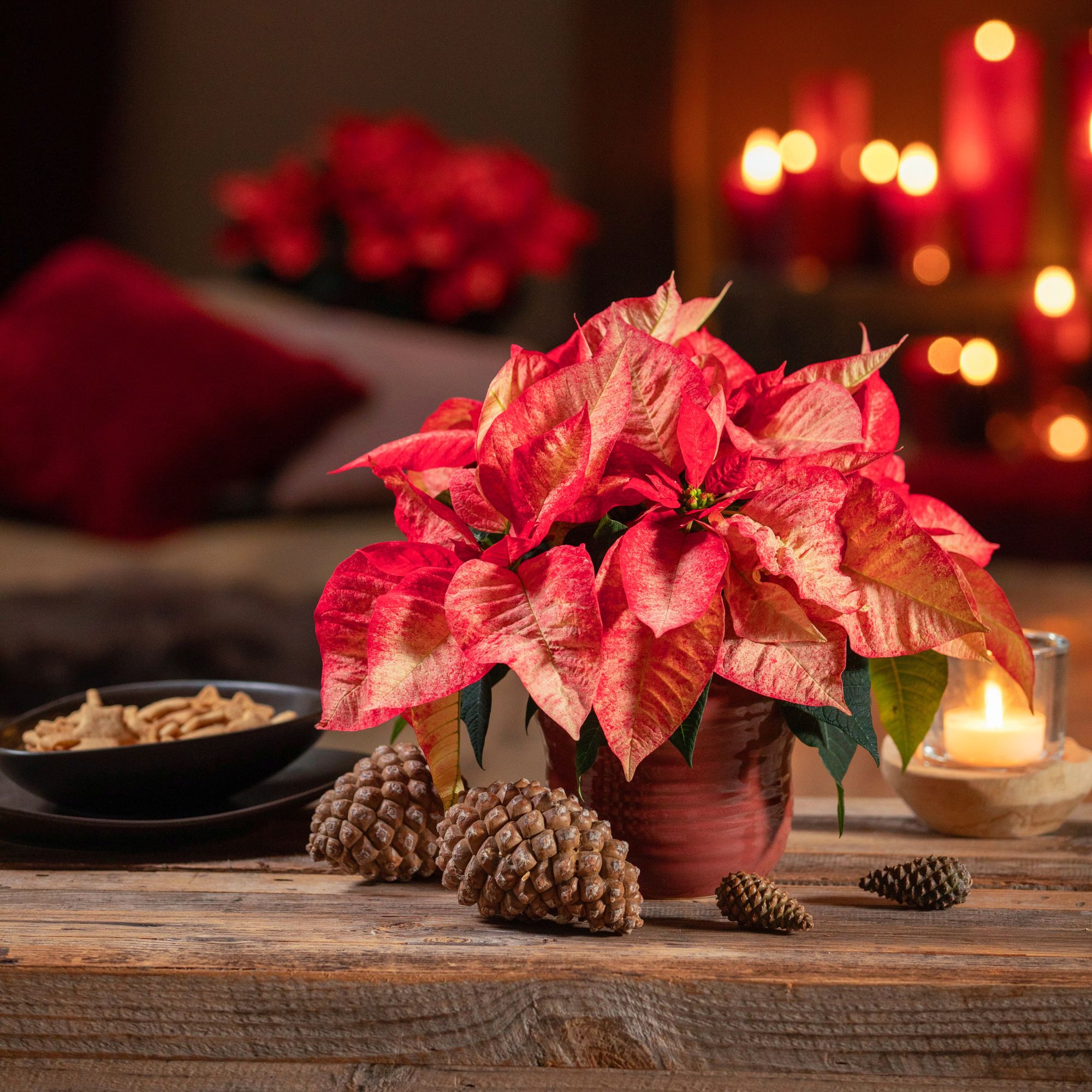 Christmas poinsettia