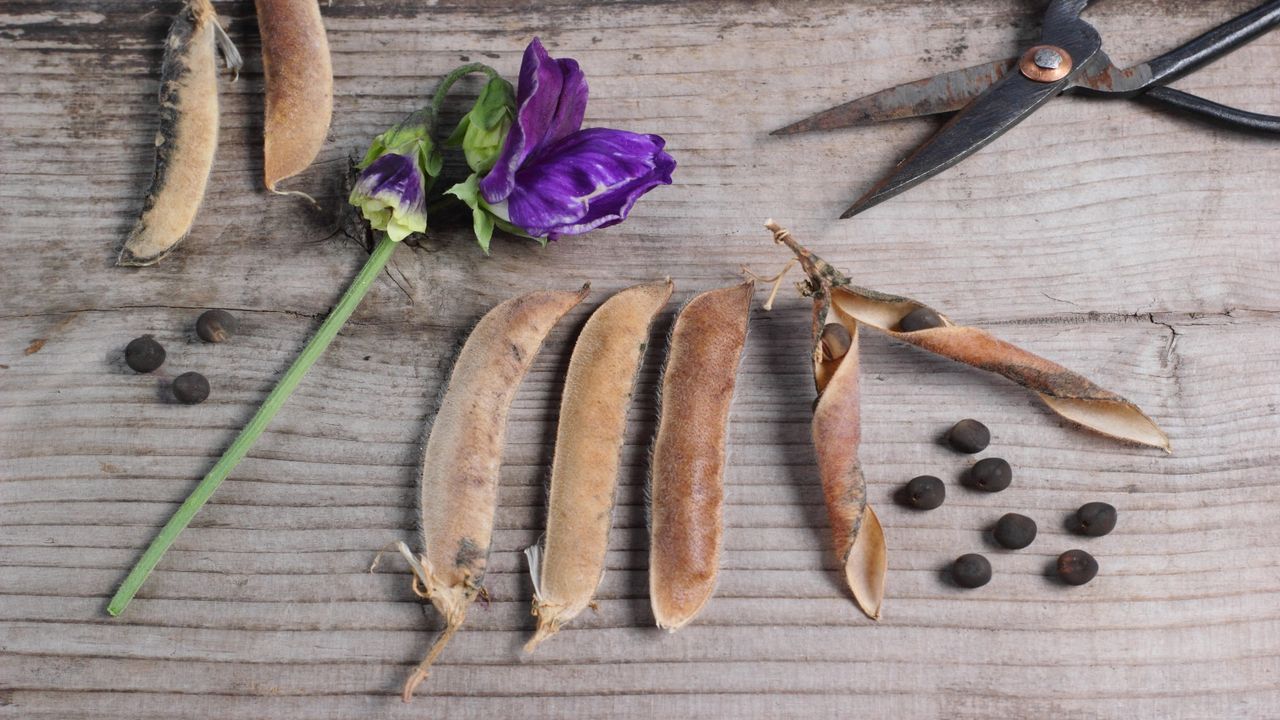 Dried sweet pea pods and seeds with a purple sweet pea flower and scissors