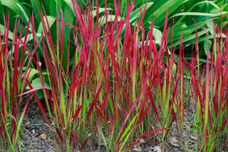 Imperata cylindrica 'Rubra' also known as Japanese blood grass