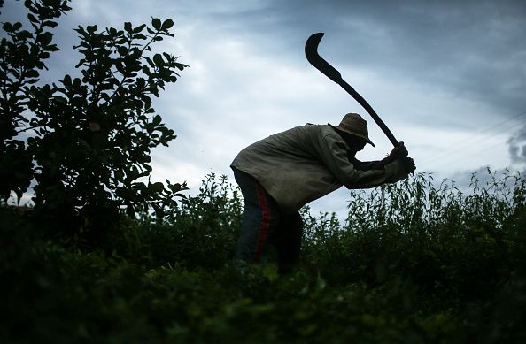 A former slave in Brazil demonstrates brush clearing.