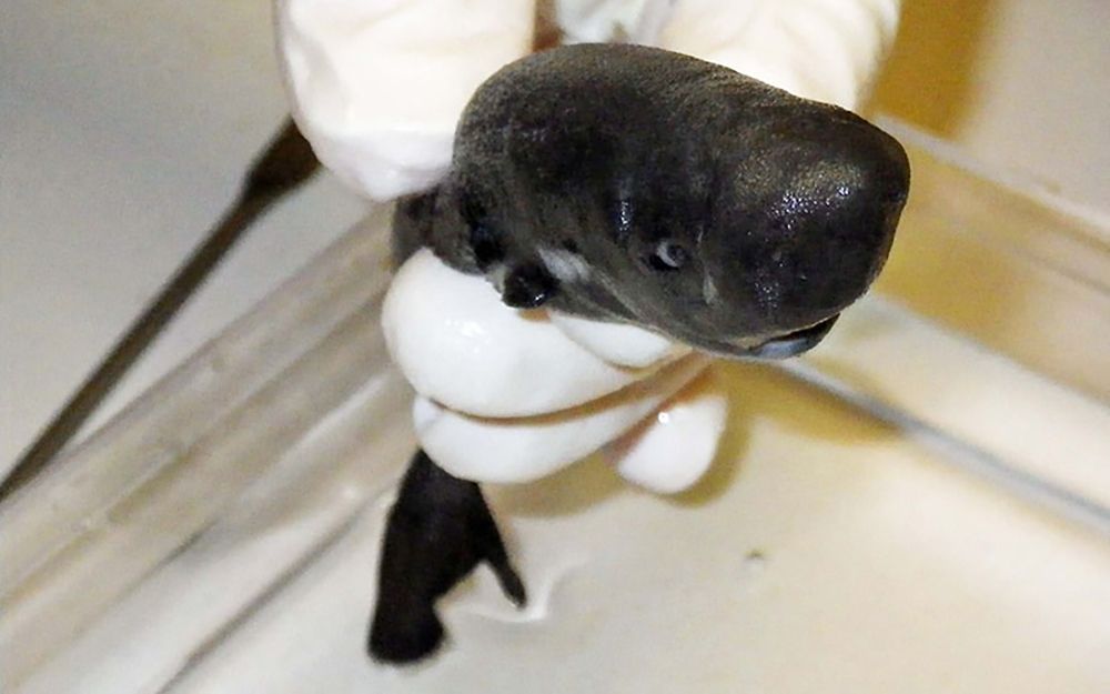 Photo of the American pocket shark specimen.