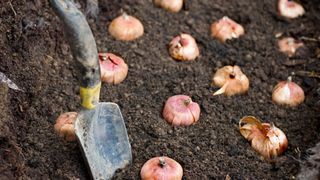 picture of bulbs in the ground with a trowel next to them