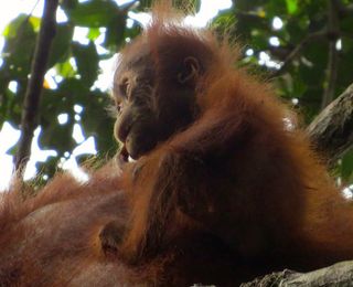 An orangutan mother in the wild of Borneo suckles her 19-month-old baby. Long-term nursing is the norm for wild orangutans, new research finds. Some young orangutans nurse for more than 8 years.