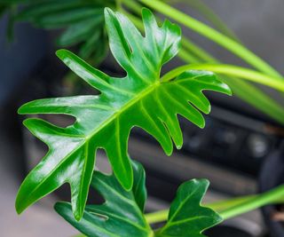 Close up of a philodendron xanadu leaf