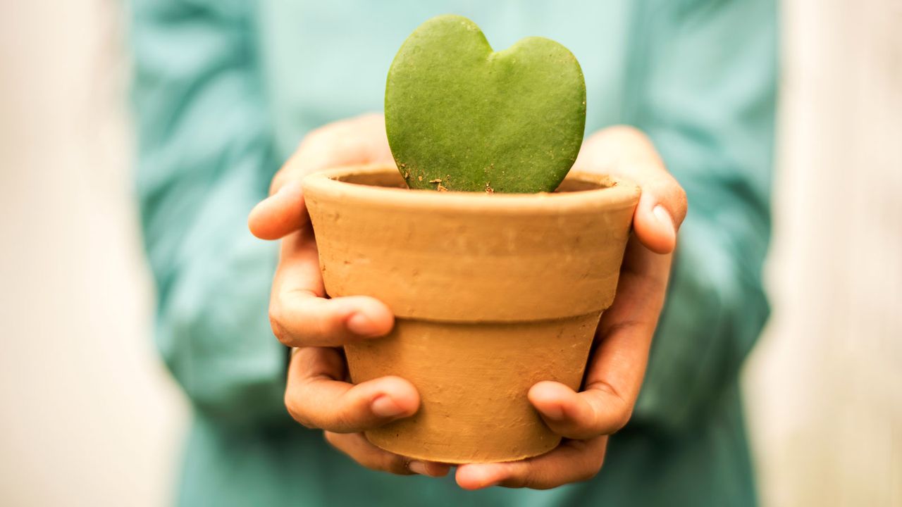 woman holding heart-shaped hoya houseplant