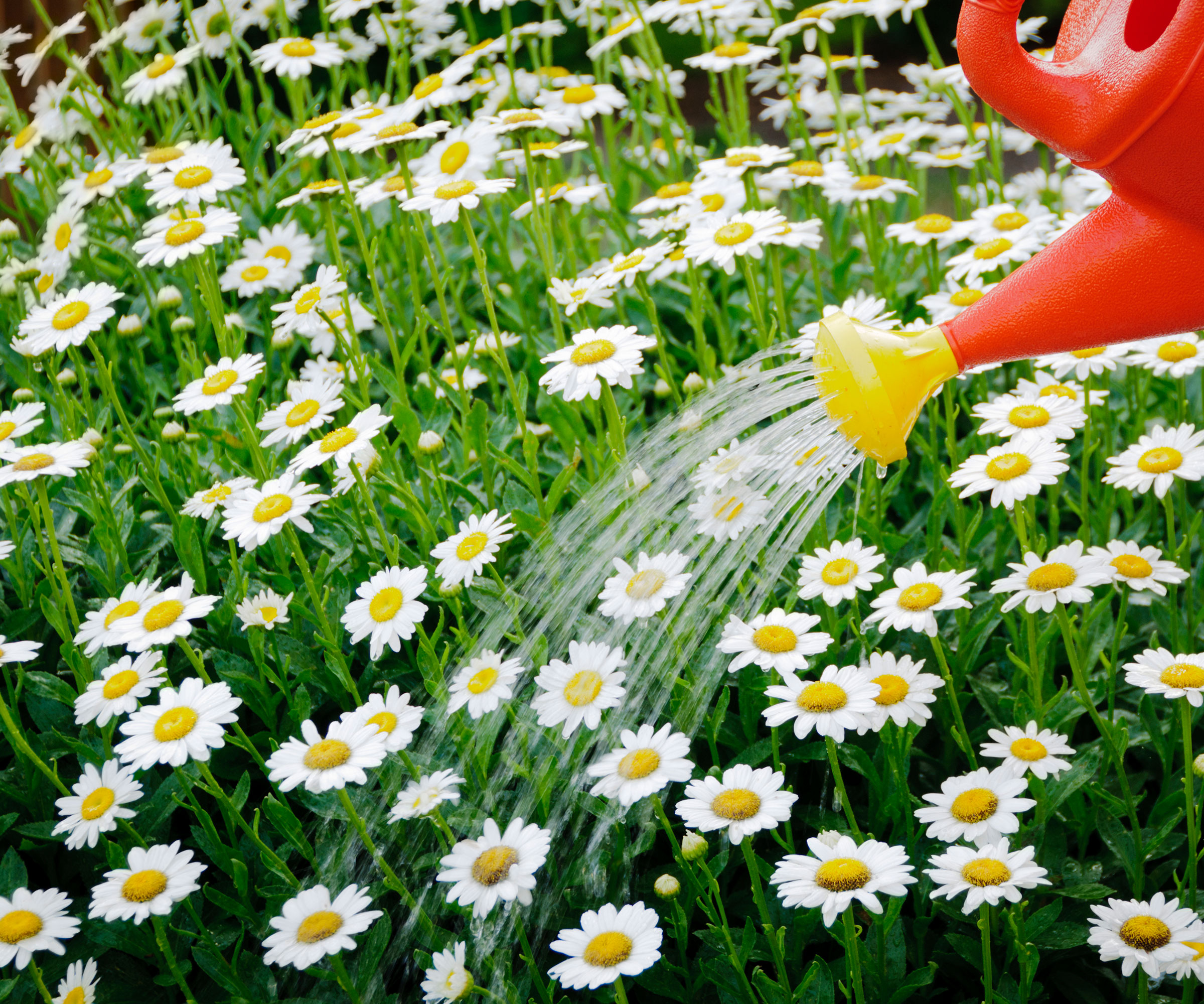 watering daisies in backyard