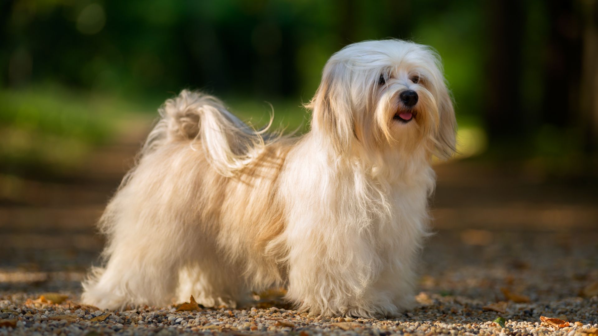 Havanese