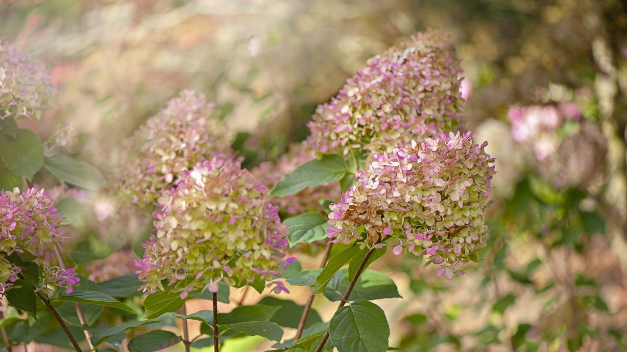 Close-up flower head of Hydrangea paniculata &#039;Limelight&#039; showing the delicate pink bracts in fall