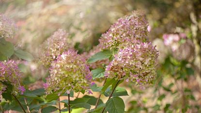 Close-up flower head of Hydrangea paniculata &#039;Limelight&#039; showing the delicate pink bracts in fall