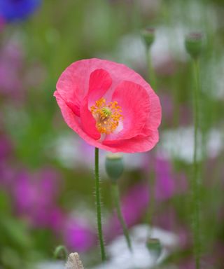 detail of pink shirley poppy