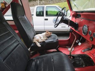 In the staff parking lot of the Arecibo Observatory in Puerto Rico, a cat named Old Tom naps in the driver's seat of a car. Observatory staff members suspect Old Tom is the father of many stray cats around the observatory.