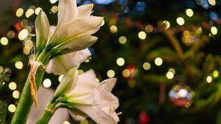 white amaryllis flowers with Christmas lights in background