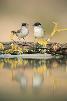 Two Male Blackcaps {Sylvia atricapilla} perching on log above water.