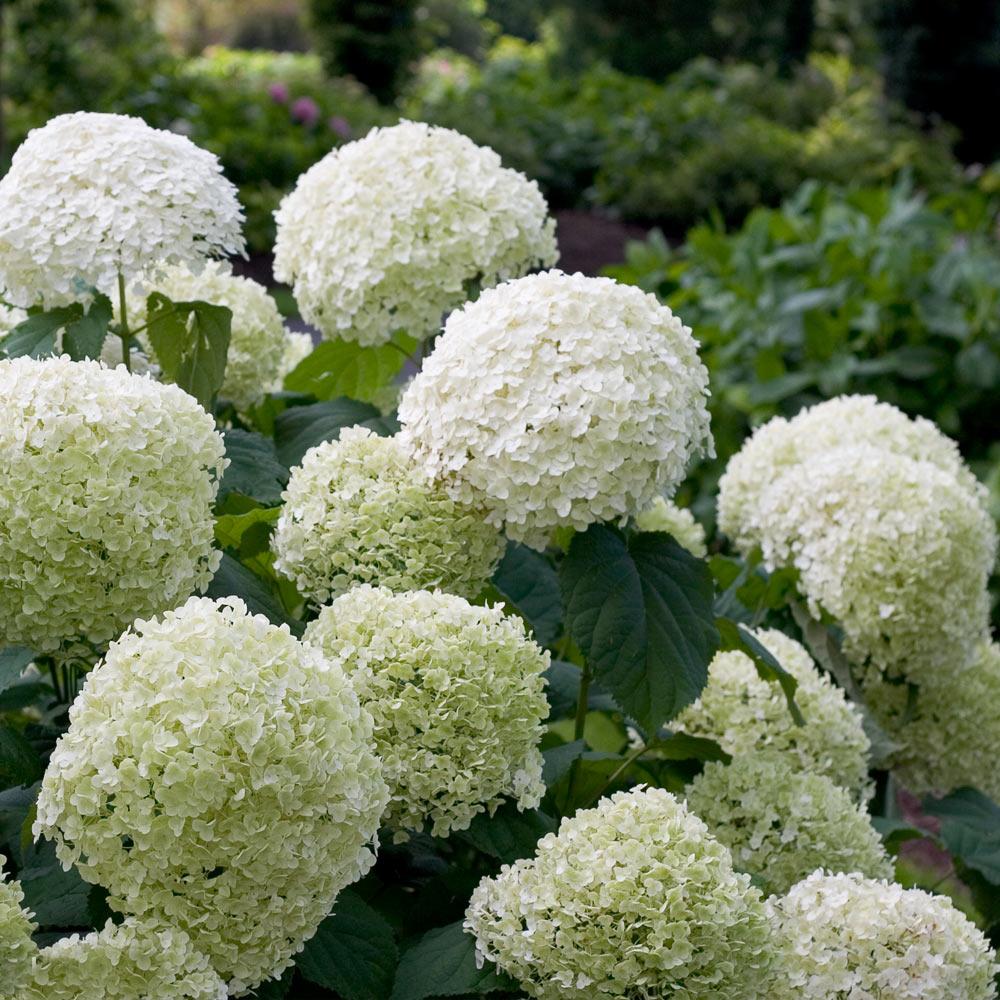 Proven Winners&amp;reg; Incrediball&amp;reg; Hydrangea Shrub