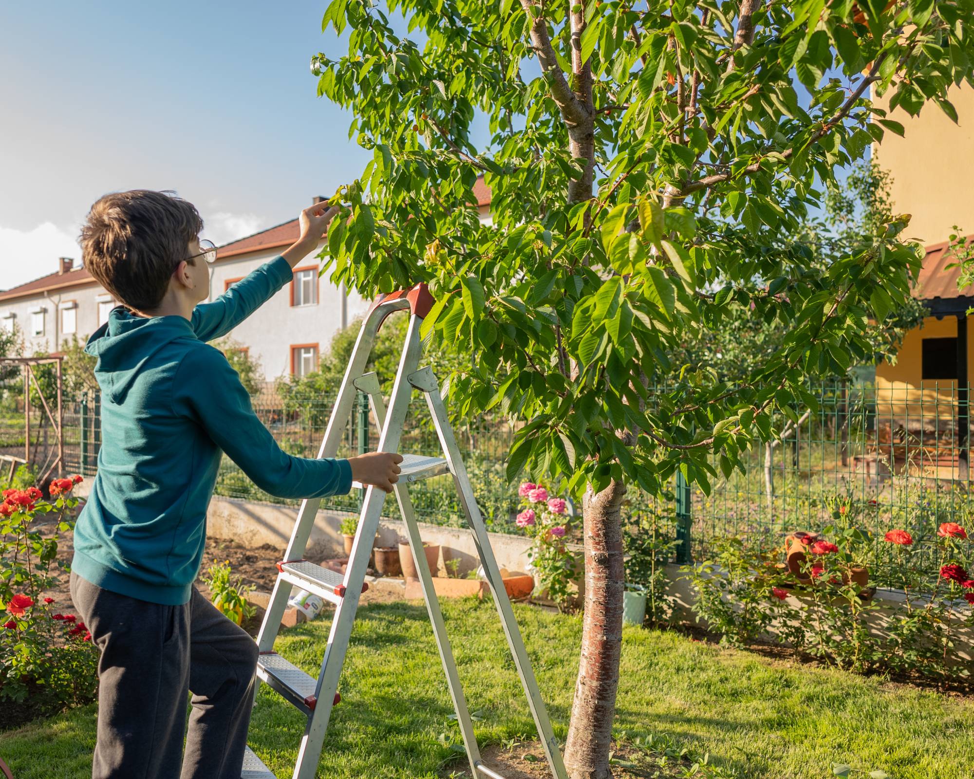 Boy picking cherries from tree