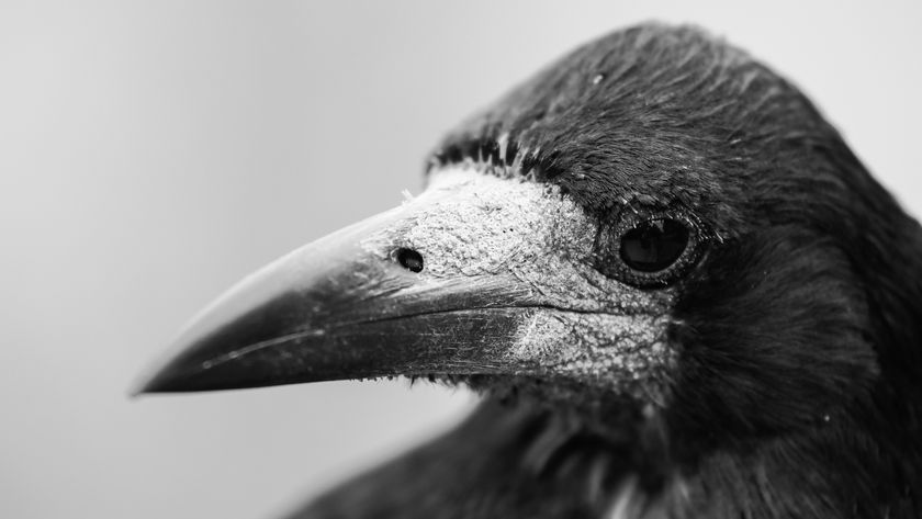 Sample bird image taken on the OM System OM-1 Mark II using the OM System M.Zuiko 50-200mm f/2.8 IS Pro