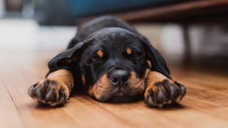 Rottweiler puppy sleeping in living room