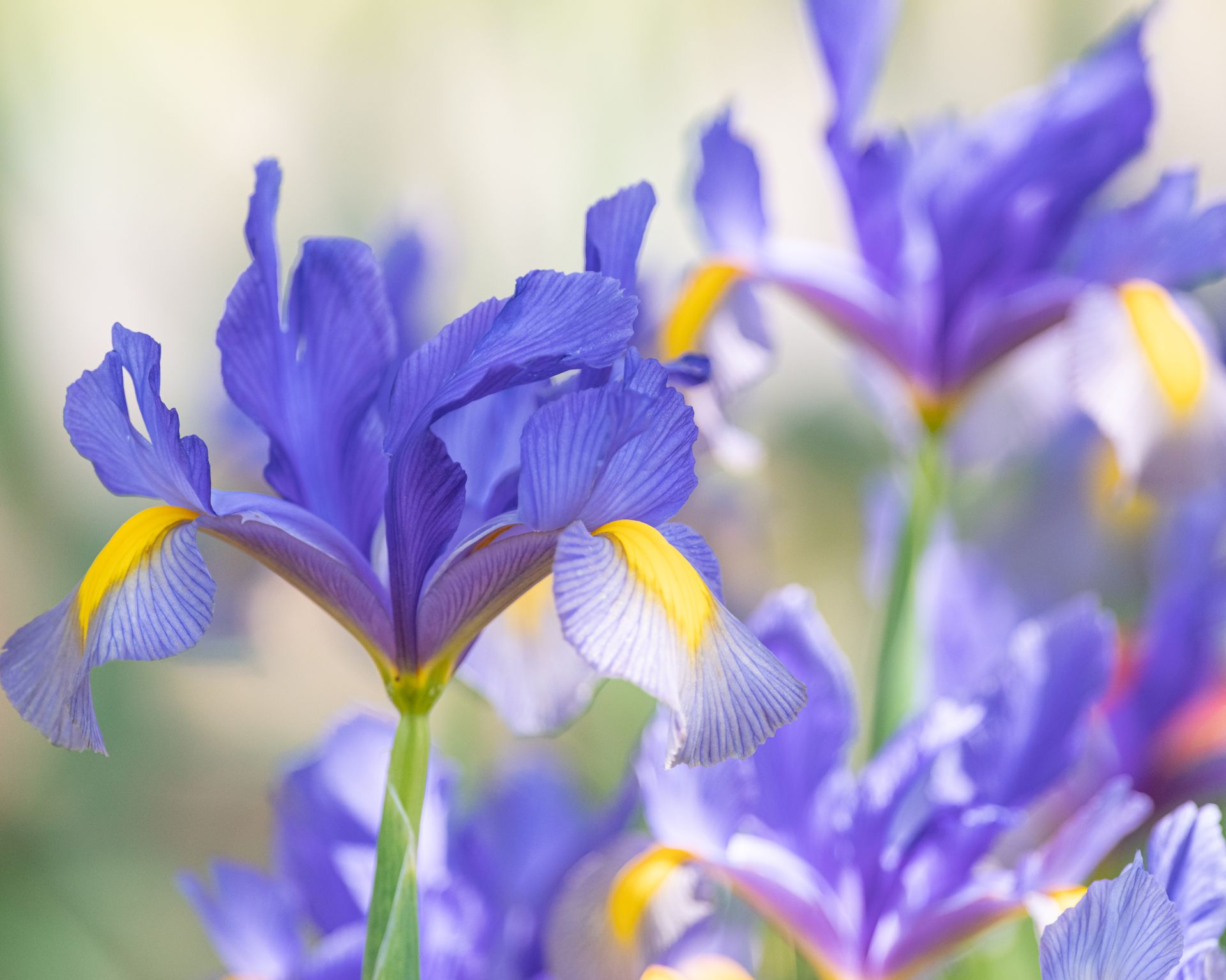 dutch iris