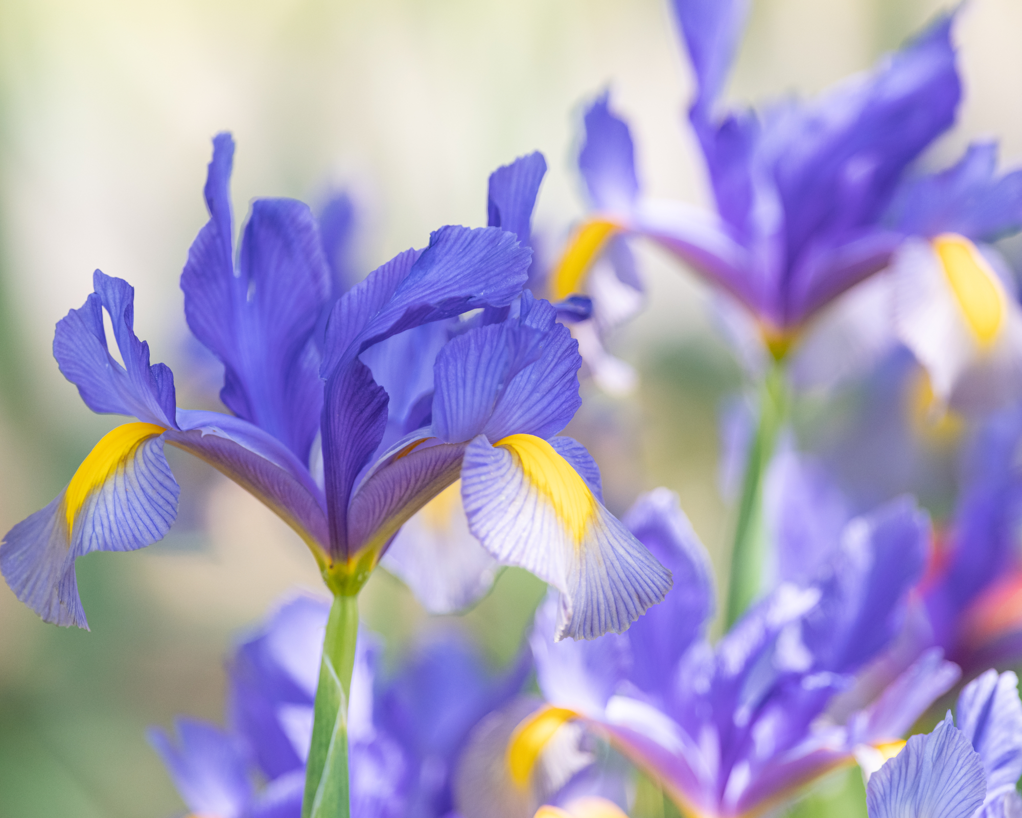 dutch iris