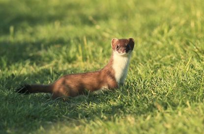 A brown and white stoat standing in a field of grass