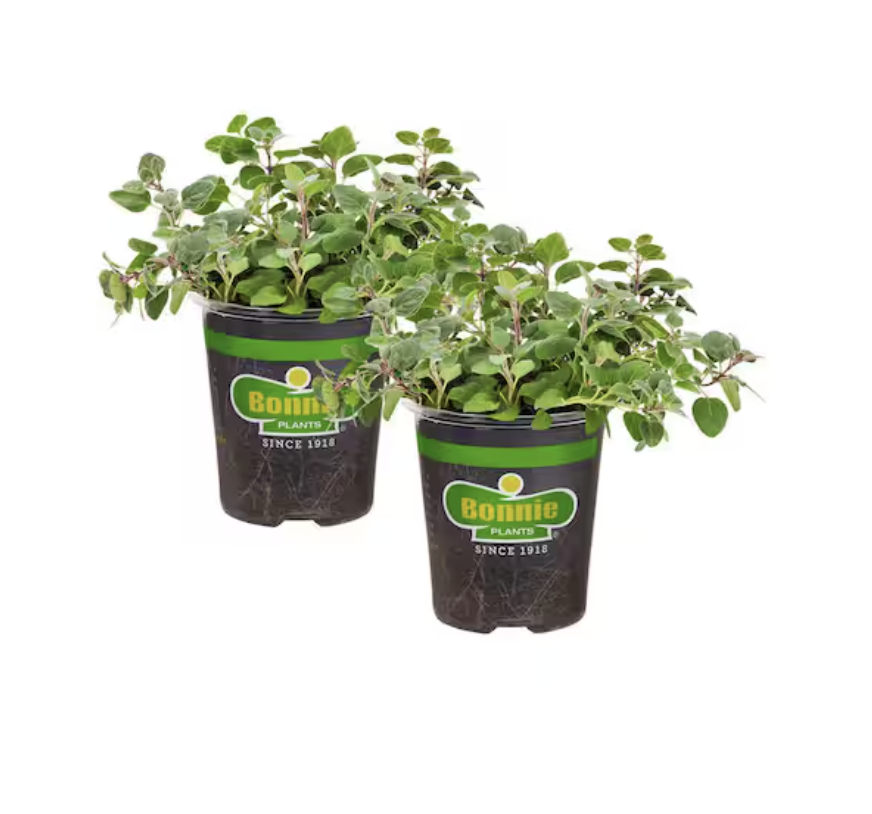 Two small pots of greek oregano plants from bonnie plants
