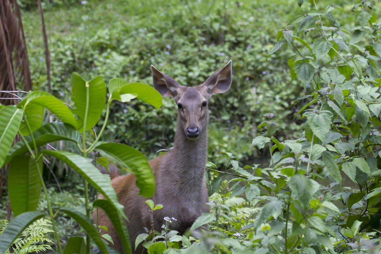 zone 7 deer