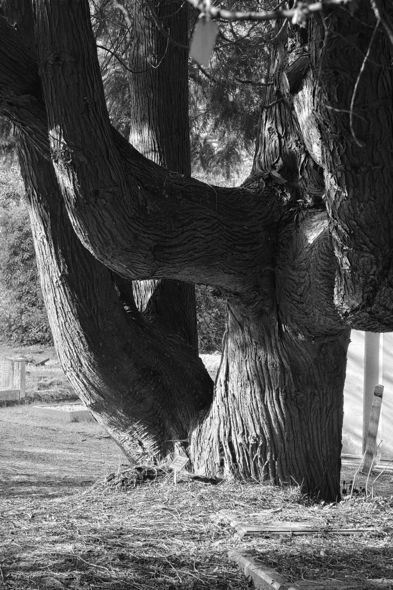 Leica Q3 Monochrom vs Leica Leitzphone comparison