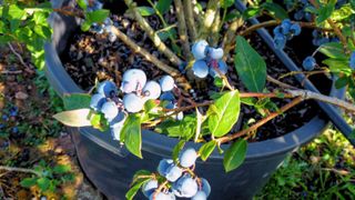 Blueberry Bush Growing in Container