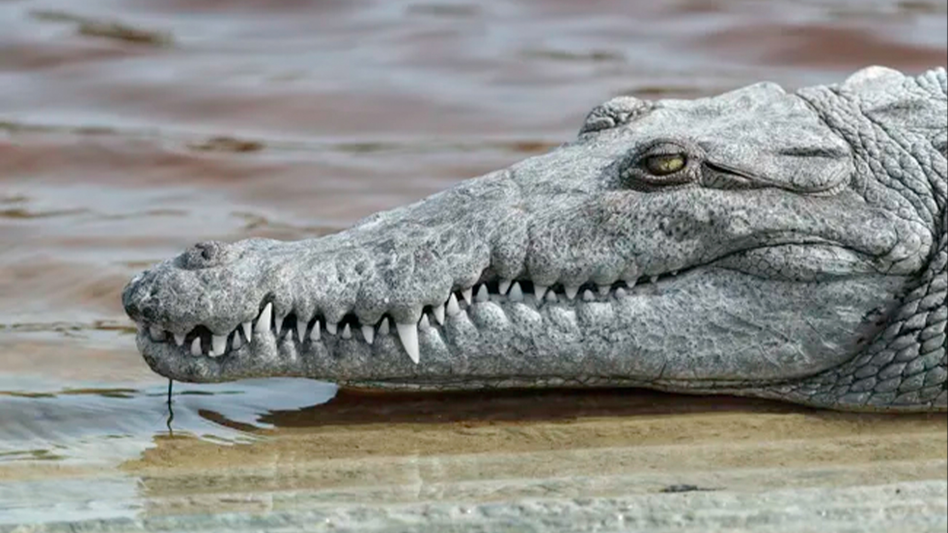 A crocodile profile.