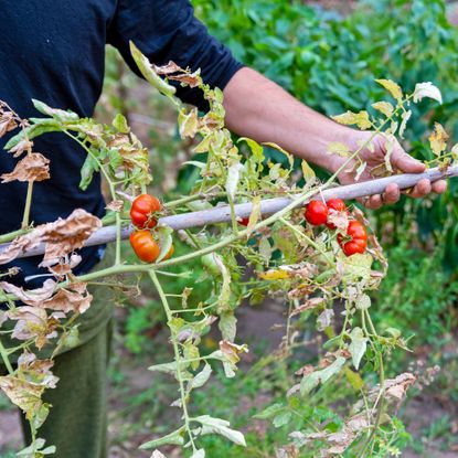 Removing tomato plants at the end of the season