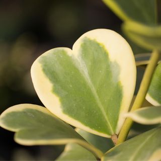 Close up of Hoya kerrii 'Variegata' plant leaves