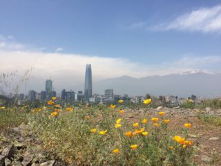 Hillsides throughout Santiago, Chile teem with poppies. Photo taken Nov. 10, 2015.