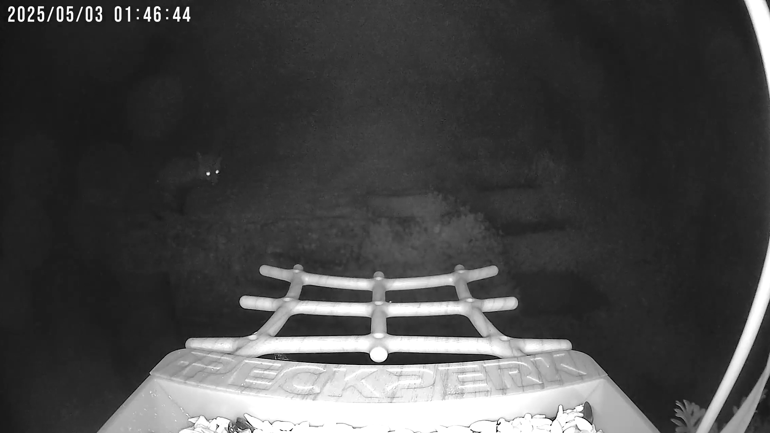 PeckPerk bird camera review