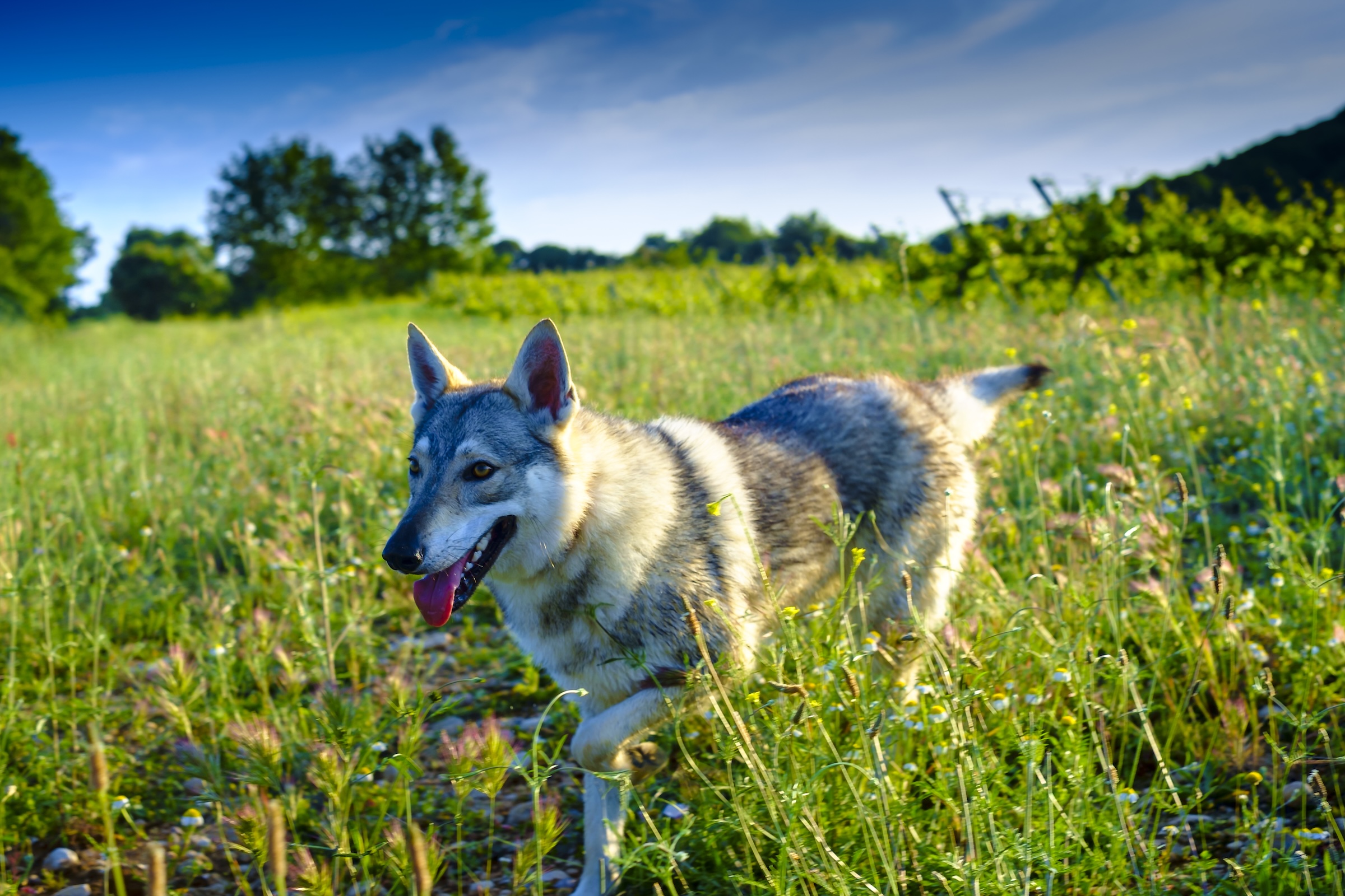 A wolf-like dog is smiling and walking in a grassy meadow.