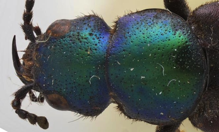 Beetles News - All The Latest About Beetles - Page 3 | Live Science