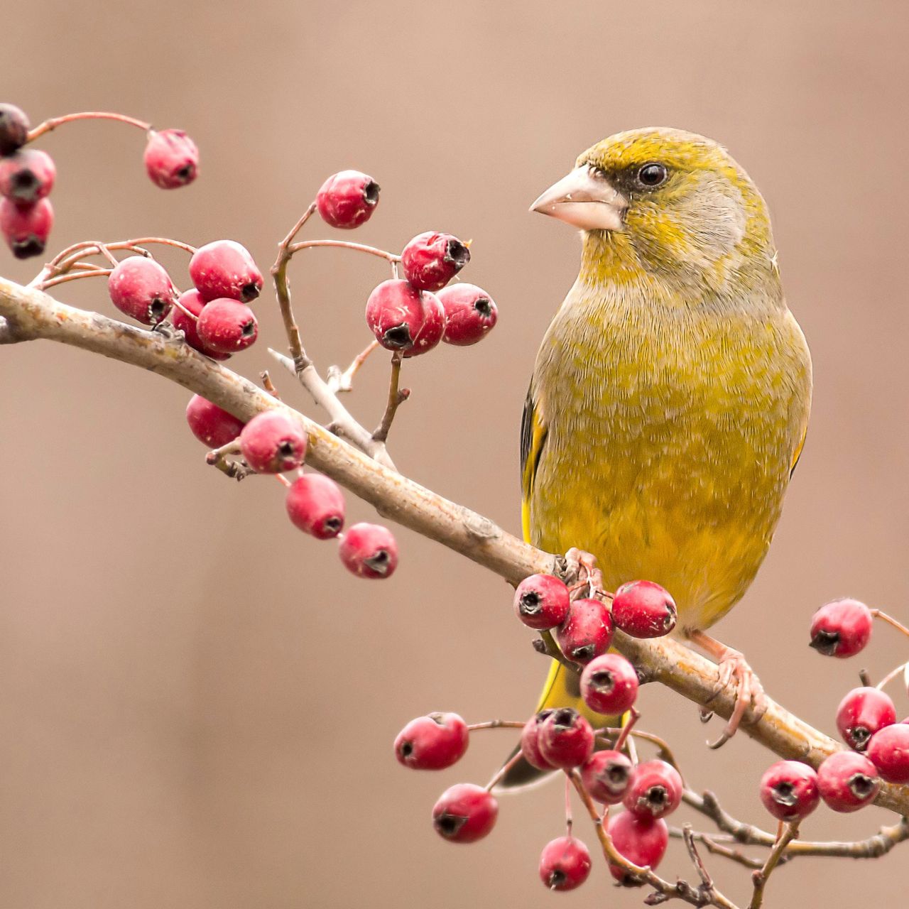 greenfinch bird sitting on shrub with red berries