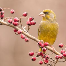 greenfinch bird sitting on shrub with red berries