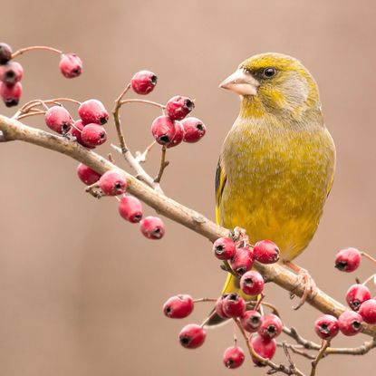 greenfinch bird sitting on shrub with red berries