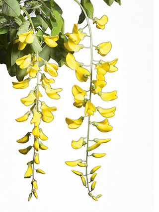 A guide to flowering trees | Country Life