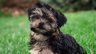 Teacup Morkie