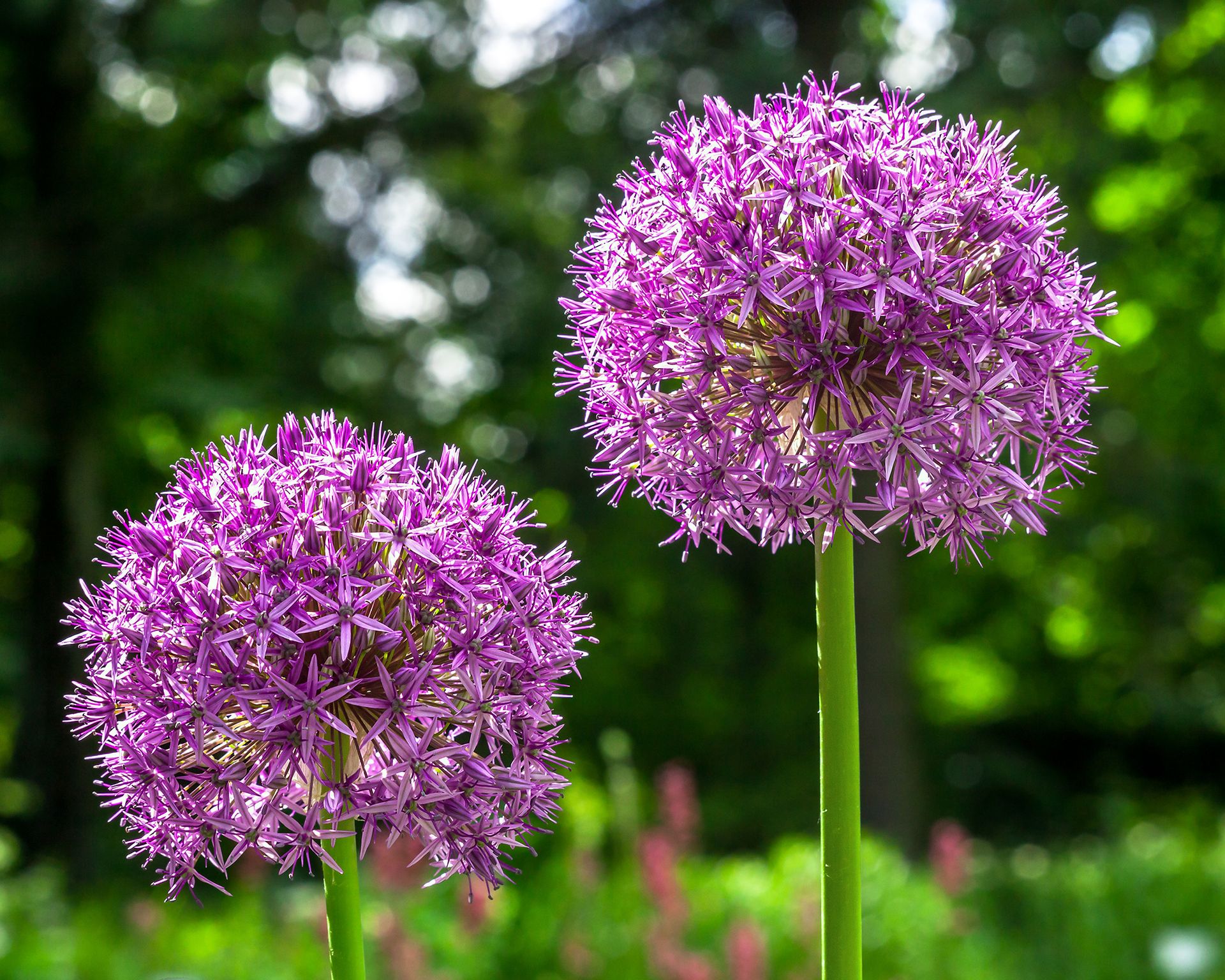 Best spring flowering plants 25 picks for seasonal blooms Gardeningetc