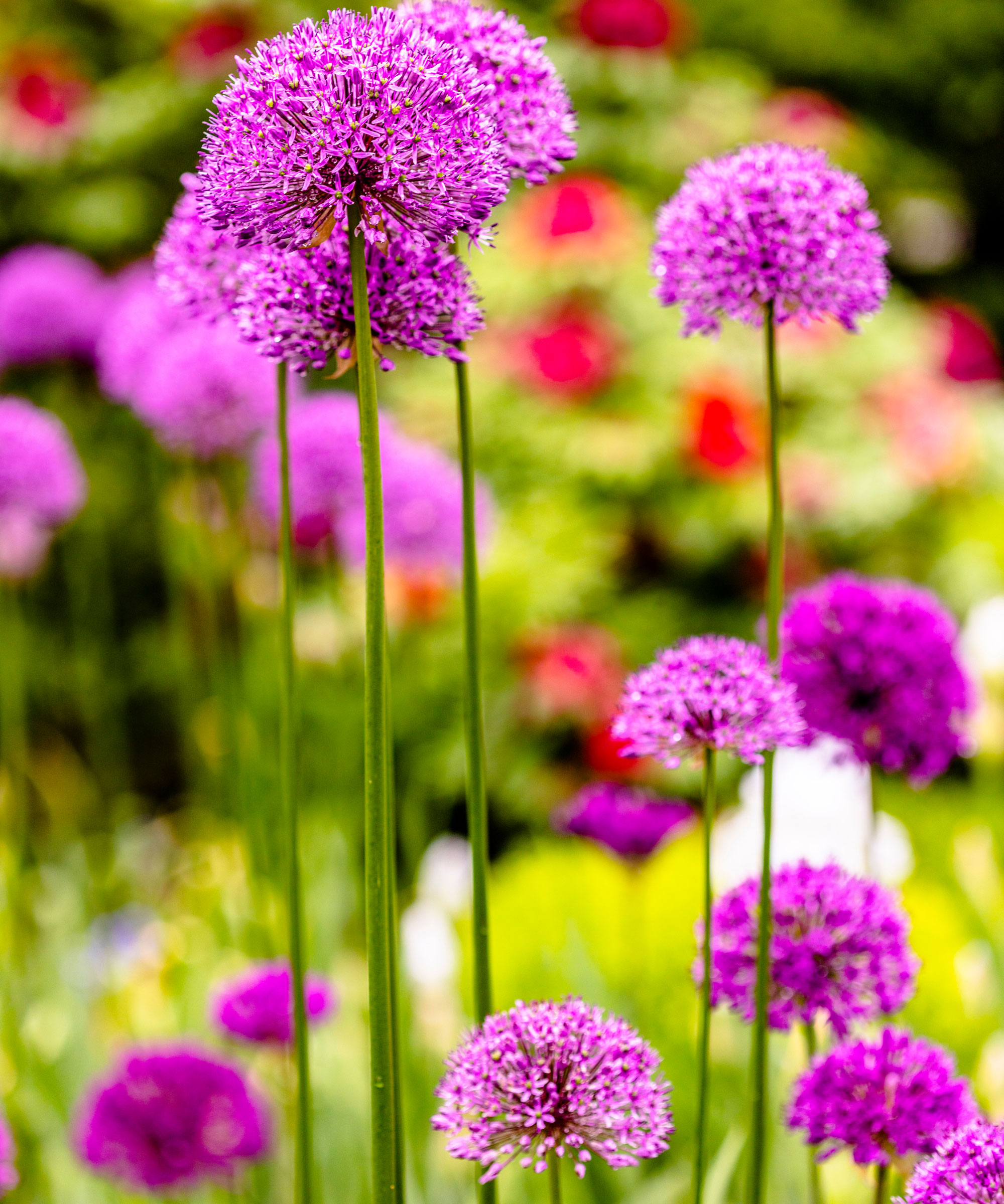 pink allium flowers in garden bed