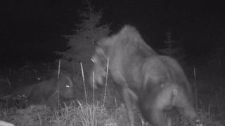 A moose and bear showdown caught on night vision camera.