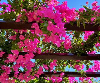 Bright pink bougainvillea climbing over a pergola