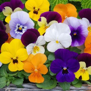 easy to grow flowers: Viola Sorbet F1 Mixed