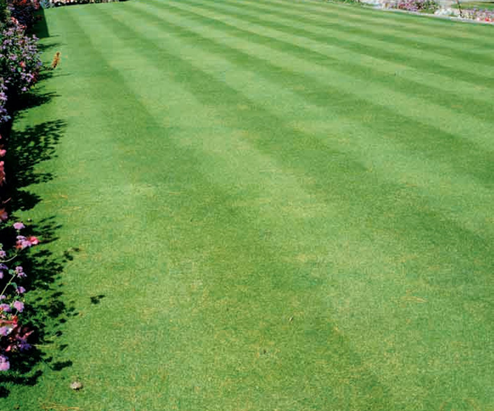 Can I use weed and feed in summer? Experts have strong opinions