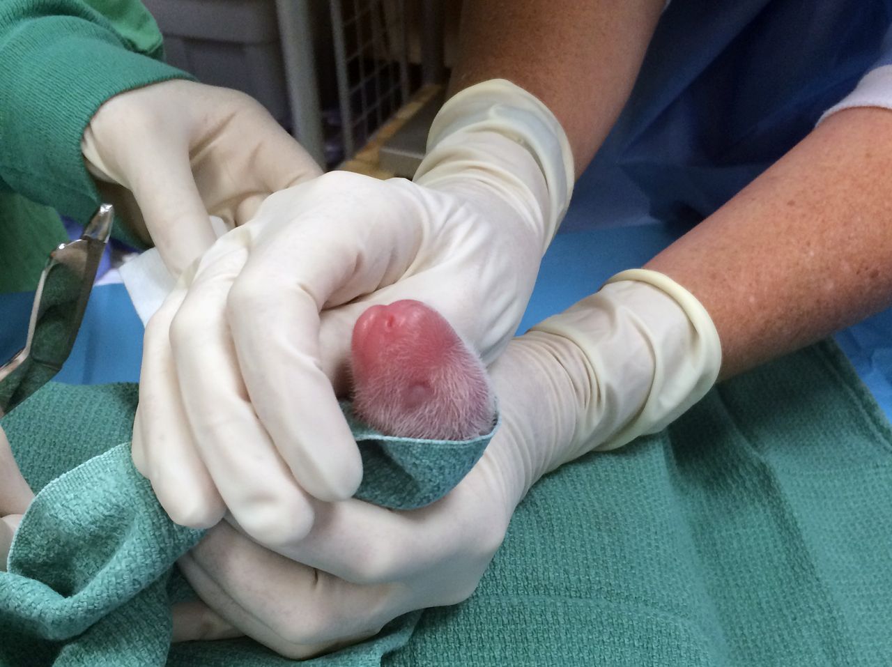 giant panda cub