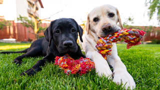 Two Labradors playing with a toy together